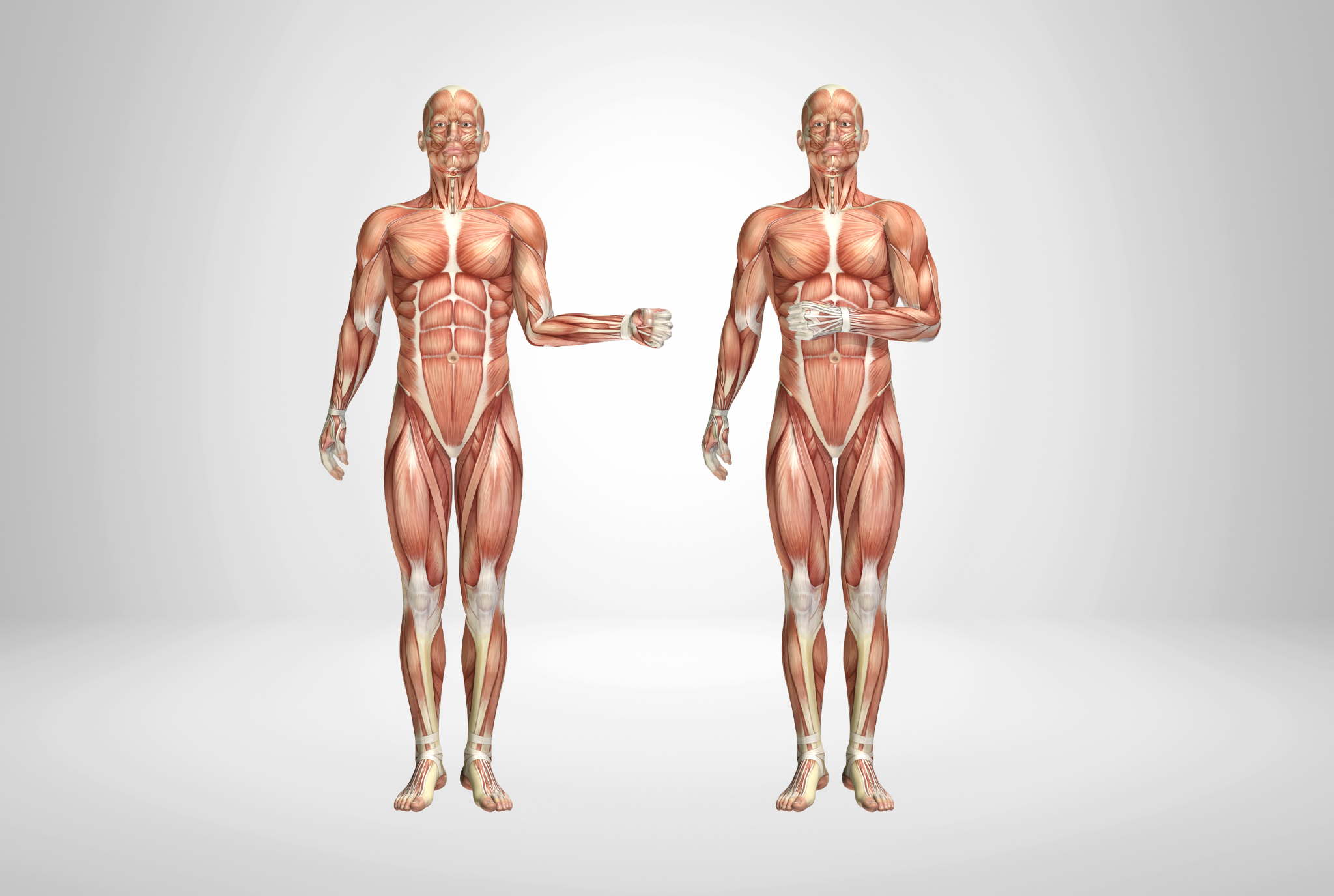 Musculo-skeletal drugs at roman pharma